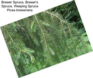 Brewer Spruce, Brewer\'s Spruce, Weeping Spruce Picea breweriana