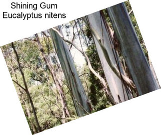 Shining Gum Eucalyptus nitens