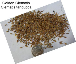 Golden Clematis Clematis tangutica