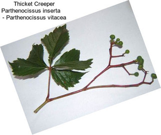 Thicket Creeper Parthenocissus inserta     - Parthenocissus vitacea