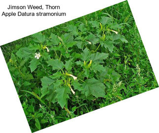 Jimson Weed, Thorn Apple Datura stramonium