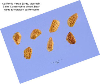 California Yerba Santa, Mountain Balm, Consumptive Weed, Bear Weed Eriodictyon californicum
