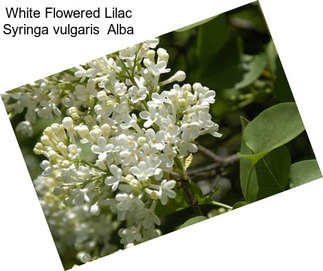 White Flowered Lilac Syringa vulgaris  Alba