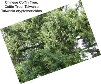 Chinese Coffin Tree, Coffin Tree, Taiwania Taiwania cryptomerioides