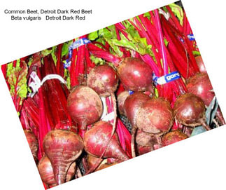 Common Beet, Detroit Dark Red Beet Beta vulgaris   Detroit Dark Red