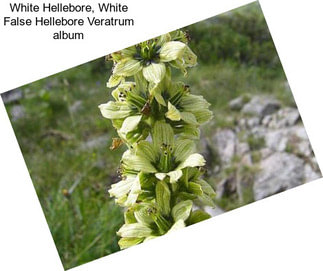 White Hellebore, White False Hellebore Veratrum album