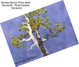 Norway Spruce Picea abies    European - Picea excelsa    European