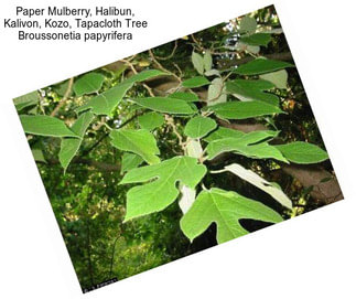 Paper Mulberry, Halibun, Kalivon, Kozo, Tapacloth Tree Broussonetia papyrifera