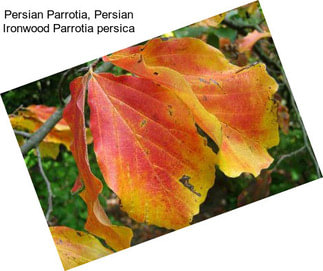 Persian Parrotia, Persian Ironwood Parrotia persica