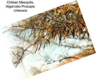 Chilean Mesquite, Algarrobo Prosopis chilensis