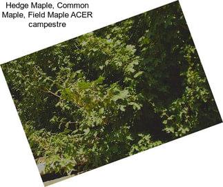 Hedge Maple, Common Maple, Field Maple ACER campestre