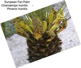 European Fan Palm Chamaerops humilis     - Phoenix humilis