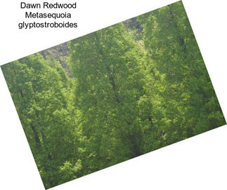 Dawn Redwood Metasequoia glyptostroboides