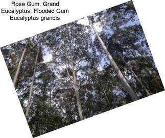 Rose Gum, Grand Eucalyptus, Flooded Gum Eucalyptus grandis