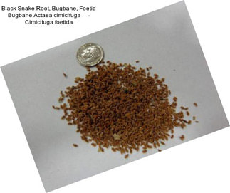 Black Snake Root, Bugbane, Foetid Bugbane Actaea cimicifuga     - Cimicifuga foetida