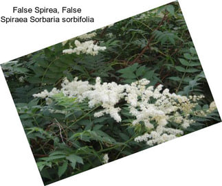 False Spirea, False Spiraea Sorbaria sorbifolia