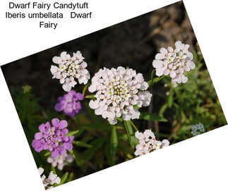 Dwarf Fairy Candytuft Iberis umbellata   Dwarf Fairy