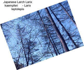 Japanese Larch Larix kaempferi     - Larix leptolepis