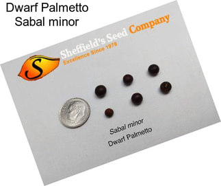 Dwarf Palmetto Sabal minor