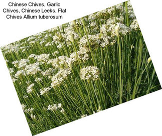 Chinese Chives, Garlic Chives, Chinese Leeks, Flat Chives Allium tuberosum