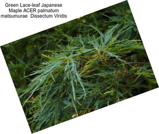 Green Lace-leaf Japanese Maple ACER palmatum matsumurae  Dissectum Viridis
