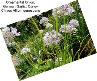 Ornamental Onion, German Garlic, Curley Chives Allium senescens