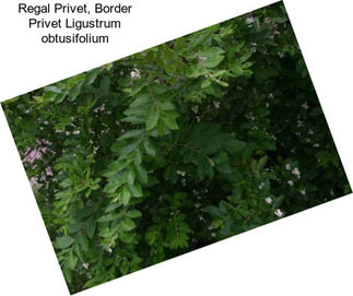 Regal Privet, Border Privet Ligustrum obtusifolium