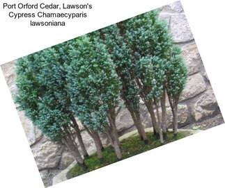 Port Orford Cedar, Lawson\'s Cypress Chamaecyparis lawsoniana