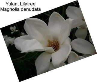 Yulan, Lilytree Magnolia denudata