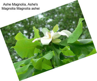 Ashe Magnolia, Ashe\'s Magnolia Magnolia ashei