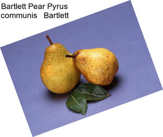 Bartlett Pear Pyrus communis   Bartlett