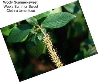 Wooly Summer-sweet, Wooly Summer Sweet Clethra tomentosa