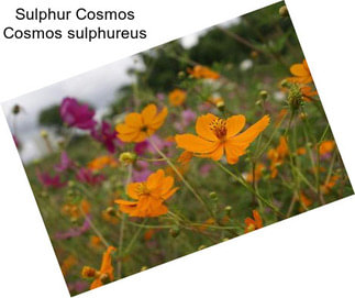 Sulphur Cosmos Cosmos sulphureus