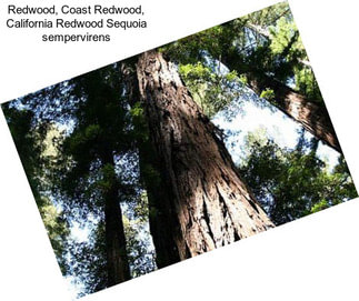 Redwood, Coast Redwood, California Redwood Sequoia sempervirens