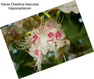 Horse Chestnut Aesculus hippocastanum