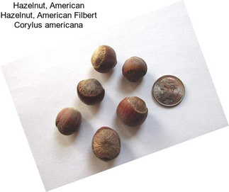 Hazelnut, American Hazelnut, American Filbert Corylus americana