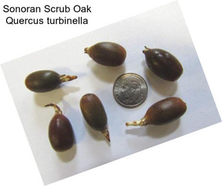 Sonoran Scrub Oak Quercus turbinella