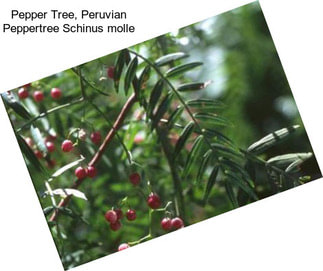 Pepper Tree, Peruvian Peppertree Schinus molle