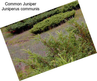 Common Juniper Juniperus communis