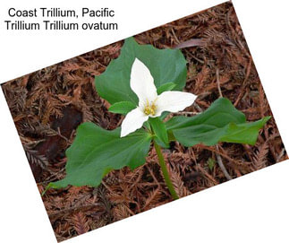 Coast Trillium, Pacific Trillium Trillium ovatum