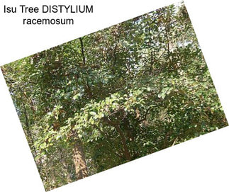 Isu Tree DISTYLIUM racemosum