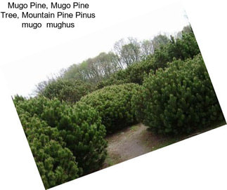 Mugo Pine, Mugo Pine Tree, Mountain Pine Pinus mugo  mughus