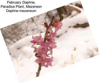 February Daphne, Paradise Plant, Mezereon Daphne mezereum