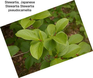 Stewartia, Japanese Stewartia Stewartia pseudocamellia