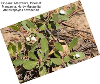 Pine-mat Manzanita, Pinemat Manzanita, Hardy Manzanita Arctostaphylos nevadensis