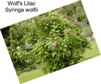 Wolf\'s Lilac Syringa wolfii