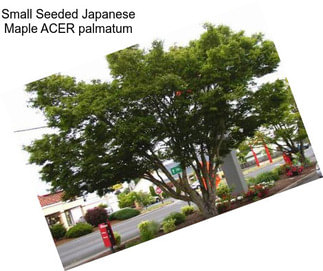 Small Seeded Japanese Maple ACER palmatum