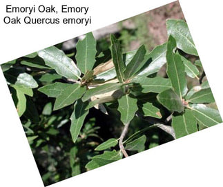 Emoryi Oak, Emory Oak Quercus emoryi