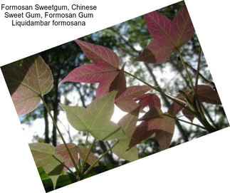 Formosan Sweetgum, Chinese Sweet Gum, Formosan Gum Liquidambar formosana