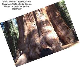 Giant Sequoia, Bigtree, Sierra Redwood, Wellingtonia, Sierran Redwood Sequoiadendron giganteum